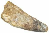 Real Fossil Spinosaurus Tooth - Beastly Dinosaur Tooth #272131-1